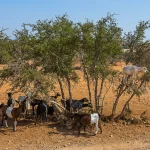 12-day Morocco tour exploring imperial cities, Sahara Desert, Atlas Mountains, and diverse Moroccan landscapes