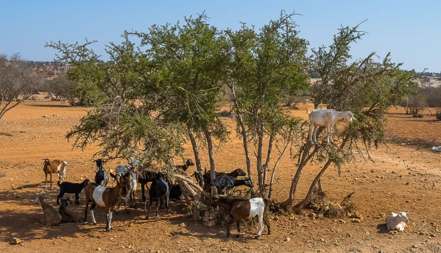 12-day Morocco tour exploring imperial cities, Sahara Desert, Atlas Mountains, and diverse Moroccan landscapes