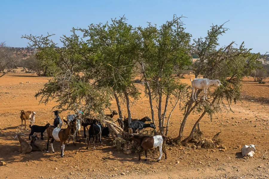 12-day Morocco tour exploring imperial cities, Sahara Desert, Atlas Mountains, and diverse Moroccan landscapes