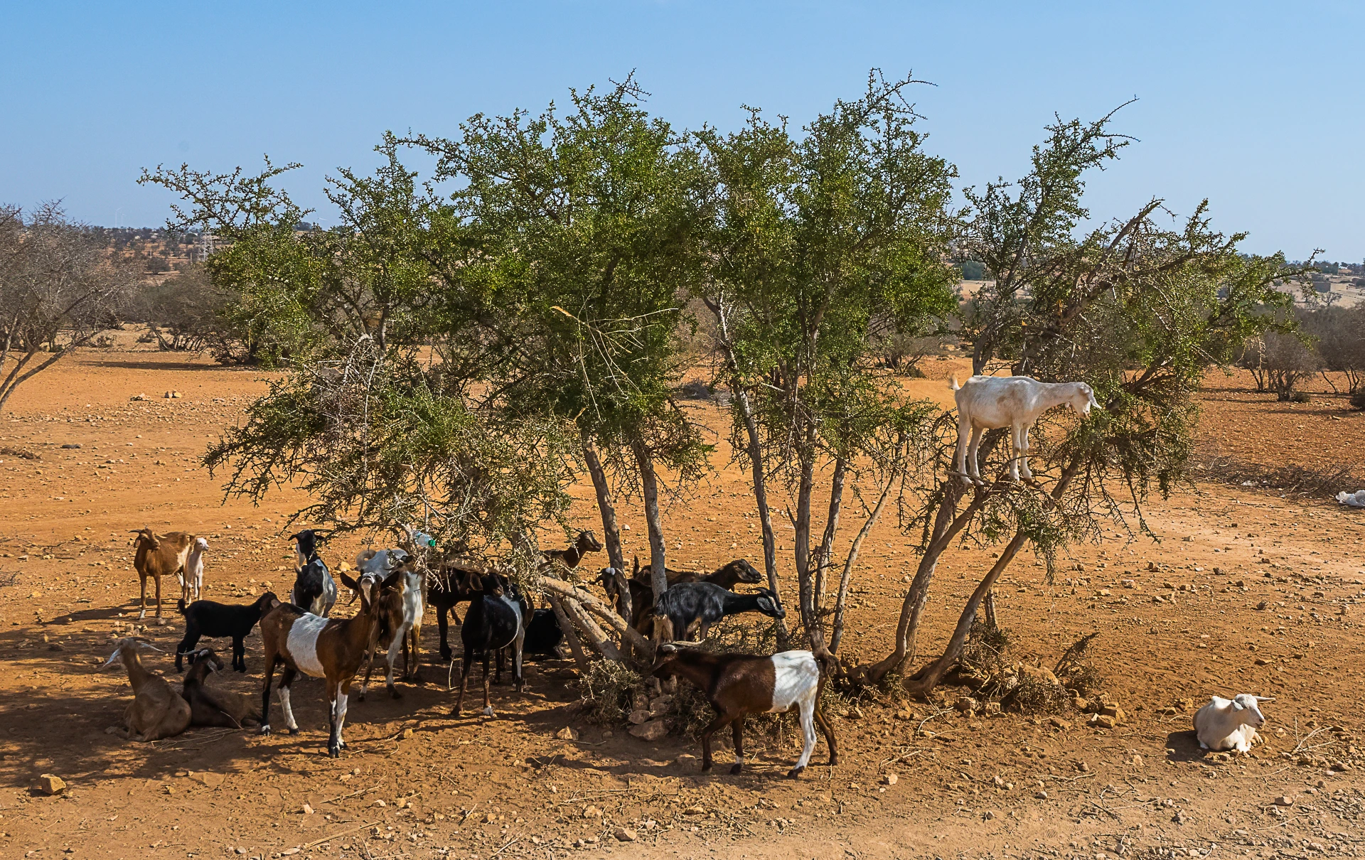 12-day Morocco tour exploring imperial cities, Sahara Desert, Atlas Mountains, and diverse Moroccan landscapes