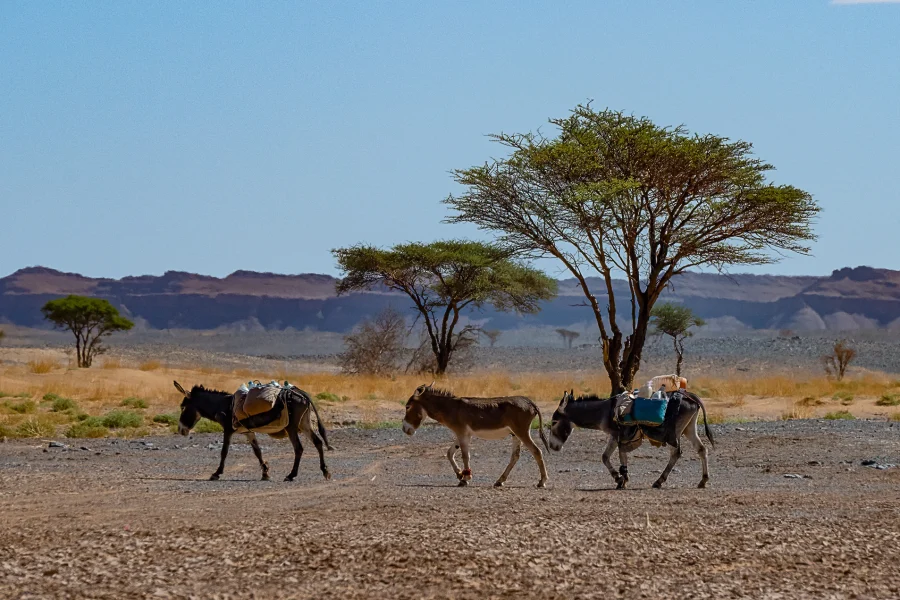 “Luxury Morocco private tour visiting Marrakech, Fes, Chefchaouen, Atlas Mountains, and Sahara Desert with camel trek and cultural experiences”