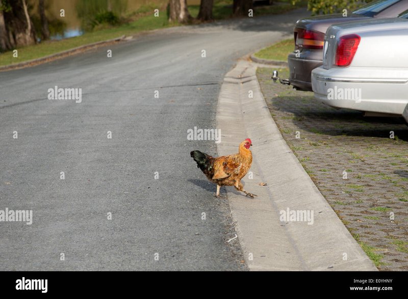 Overview of chicken road slot